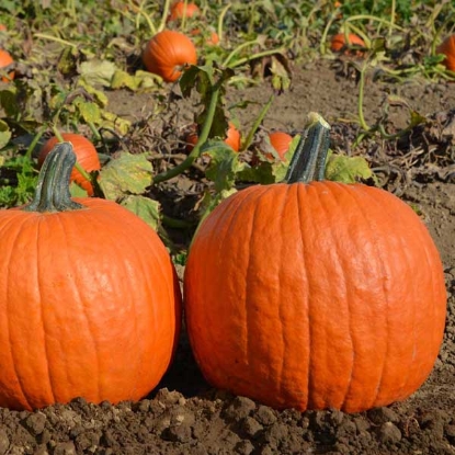 Picture of Pumpkin Zeus F1